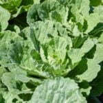 Beautiful Vegetable Gardens Pictures Vibrant, Lush and Colorful Vegetable Gardens - Inspiring Visuals to Beautify Your Space