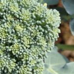 Vegetable Seeds Container Gardening: Grow fresh vegetables in small spaces with our quality seeds