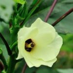 Ripe, nutrient-dense vegetables grown using high brix gardening techniques and structured water for optimal health