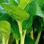 Vegetable Gardening in Arkansas Book: Cultivating a Bountiful Harvest in The Natural State