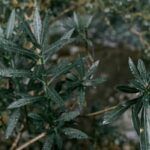 Vibrant marigolds add color and deter pests in vegetable gardens