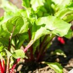 Fresh, Organic BETTER HOMES AND GARDENS VEGETABLES - Homegrown, Sustainable Deliciousness