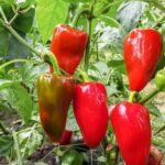 Are Certain Raised Beds Better for Vegetable Gardening Opt for 'raised garden beds' to maximize vegetable gardening space and yield.