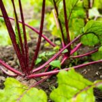 Flowers to Plant in Vegetable Gardens: Beautiful Blooms to Enhance Your Garden's Productivity