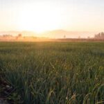 Pine wood chip mulch can enhance vegetable gardens by retaining moisture and preventing weed growth