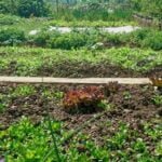 gardens vegetable backyard