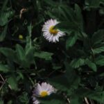 Shop quality hydroponic vegetable gardening supplies for a thriving garden