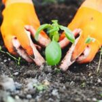 Natural Insect Habitat: Good Ground Cover for Insects in Vegetable Gardens