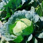 Container Gardening Ideas: Growing Vegetables in Pots for Small Spaces