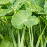 Grow your own vegetables indoors with our simple vegetable gardening kits - VEGETABLE GARDENING INDOORS