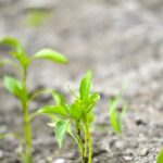 Save on aquaponic gardening: growing fish and vegetables together with this coupon