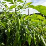 Effective Grasshopper Control in Vegetable Gardens: Natural Predators and Organic Sprays