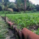 Effective organic pest control: DAWN dish liquid solution for vegetable gardening