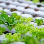 Thriving vegetable gardens in the city - Green urban oasis