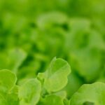 Varieties of shade-friendly veggies for your garden, including lettuce, spinach, and kale