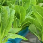 Beneficial roses, marigolds & lavender safeguard vegetable gardens, attracting pollinators & deterring pests