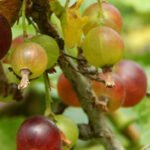 Sustainable urban gardening for small yards: Small Yard Fruit and Vegetable Gardening - maximizing space for homegrown produce