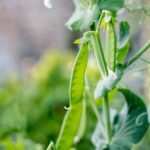 Effective techniques for managing insect and mite pests in vegetable gardens - E-194