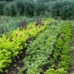 VEGETABLE URBAN GARDENING: Growing fresh veggies in small spaces for sustainable city living