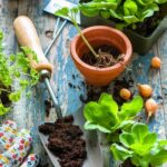 Nutrient-rich bone and blood meal supplement for thriving vegetable garden