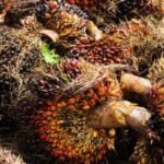 Exquisite vegetation system of Gardens of Versailles: lush, manicured greenery and vibrant floral displays