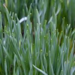 Organic container gardening vegetable seeds for small spaces