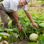 Using redwood mulch in vegetable gardens for natural weed control and moisture retention