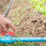 Serene vegetable gardening scenes on Mother Earth, nurtured by caring hands