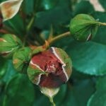 Effective Grub Control: Natural & Chemical Methods for Killing Grubs in Vegetable Gardens