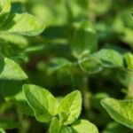 RHS Fruit and Vegetable Gardening Book: A comprehensive guide for growing a variety of produce