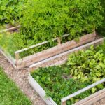 Download UF Vegetable Gardening Guide PDF for expert tips on cultivating your own bountiful garden