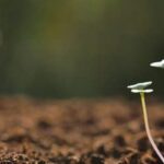 Comprehensive North Texas Vegetable Gardening Guide with Helpful Tips and Advice