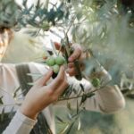 Heirloom vegetable seeds for your organic gardening needs, perfect for sustainable and eco-friendly homegrown produce