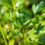 Indoor Vegetable Gardening Beginner Learn indoor vegetable gardening tips for beginners - INDOOR VEGETABLE GARDENING BEGINNER guide