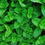 North Georgia Vegetable Gardening: Tips for thriving crops in the region's unique climate and soil