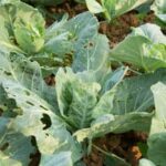 Sweet Peat: Beneficial for Vegetable Gardens