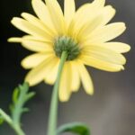 Essential Oils Used for Vegetable Gardens Essential oils like peppermint and lavender for natural pest control in vegetable gardens