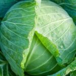 Consider sunflower's space and shade in vegetable gardens to avoid overcrowding and limited sunlight