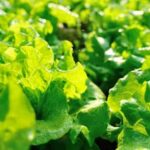 vertical vegetable gardening stackable tall