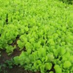 Successful Vegetable Gardening Beautifully thriving vegetable garden filled with fresh produce - an example of successful vegetable gardening