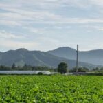 Vertical vegetable gardening in South Africa: maximizing space for fresh produce