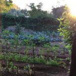 Gardener enjoying fresh produce in a veggie patch, inspiring a rhythmic poem