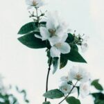 BBC Vegetable Gardening Calendar - Plan your garden with the BBC's helpful vegetable growing guide