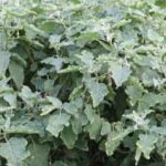 Beginner's guide to vegetable gardening basics: Tips, tools, and techniques for success