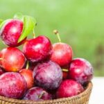 Thriving vegetable gardens plagued by tar spot disease, requiring expert care and attention