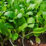 Safe and effective: Liquid Fence for vegetable gardens