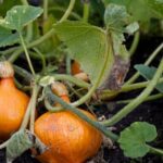 Safe, natural organic herbicides for vegetable gardens