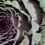 Top Choice: Vegetable Gardening in San Diego's Best Book