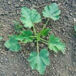 Colorful fall vegetable gardens showcasing pumpkins, kale, and squash against a backdrop of fiery red and orange leaves