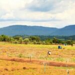 Explore Backyard Gardening Vegetable Ideas: How to Start Your Own Veggie Patch at Home